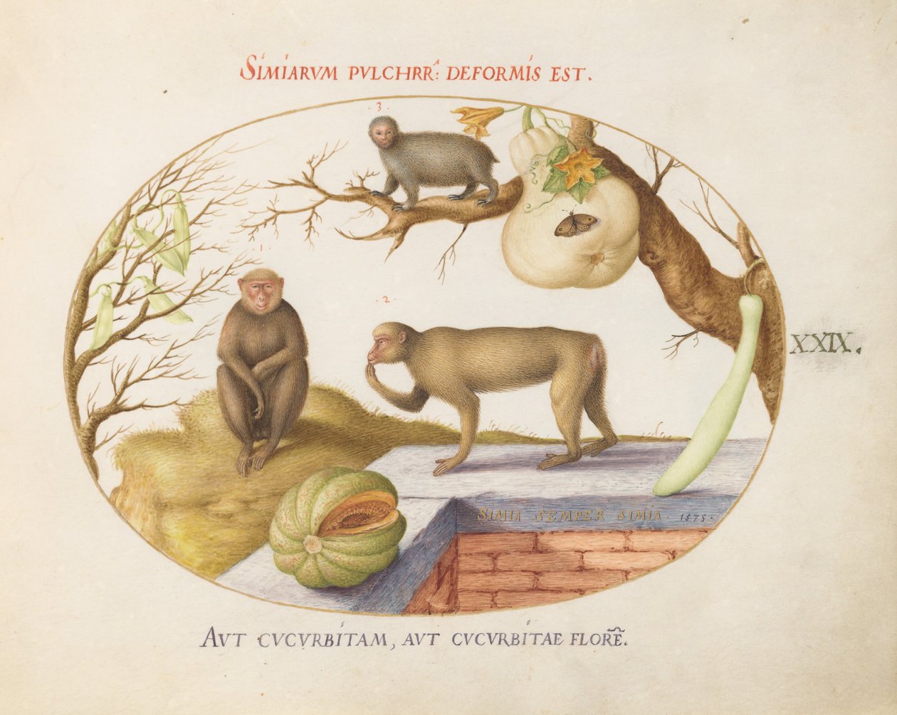 Plate 29: Two Monkeys, an Arctopithecus (Sloth?) and Fruit by Joris Hoefnagel