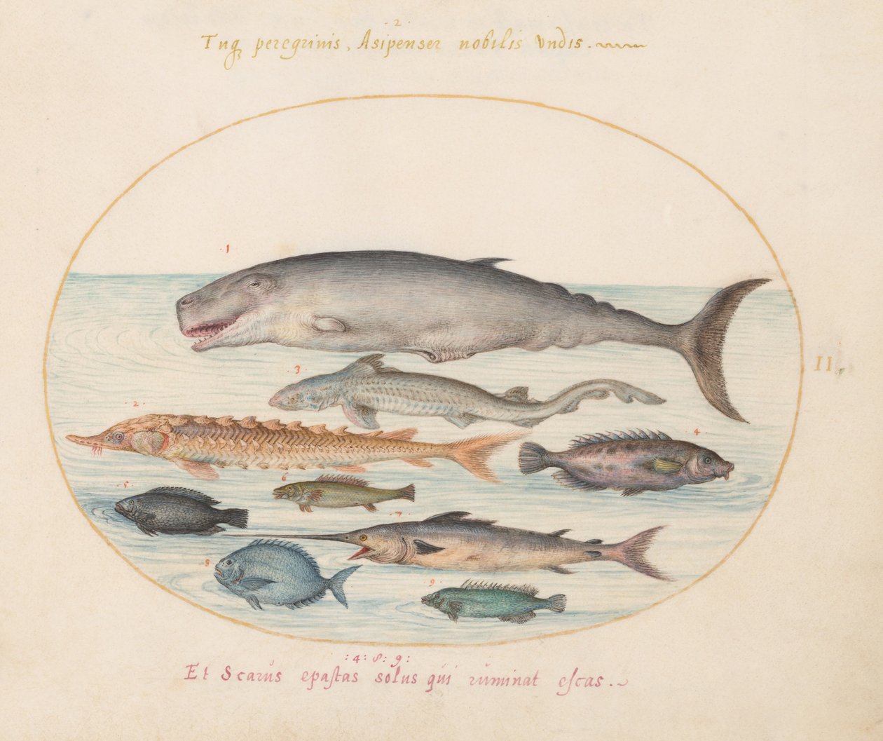 Sperm Whale, Sturgeon, Shark, and Other Fish (Plate 2) by Joris Hoefnagel
