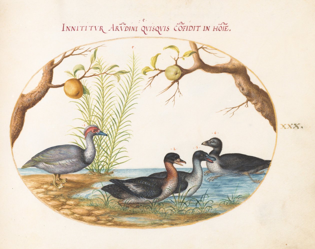 Plate 30: A Muscovy (?) Duck, a Four-Legged Duck, and Two Other Birds by Joris Hoefnagel