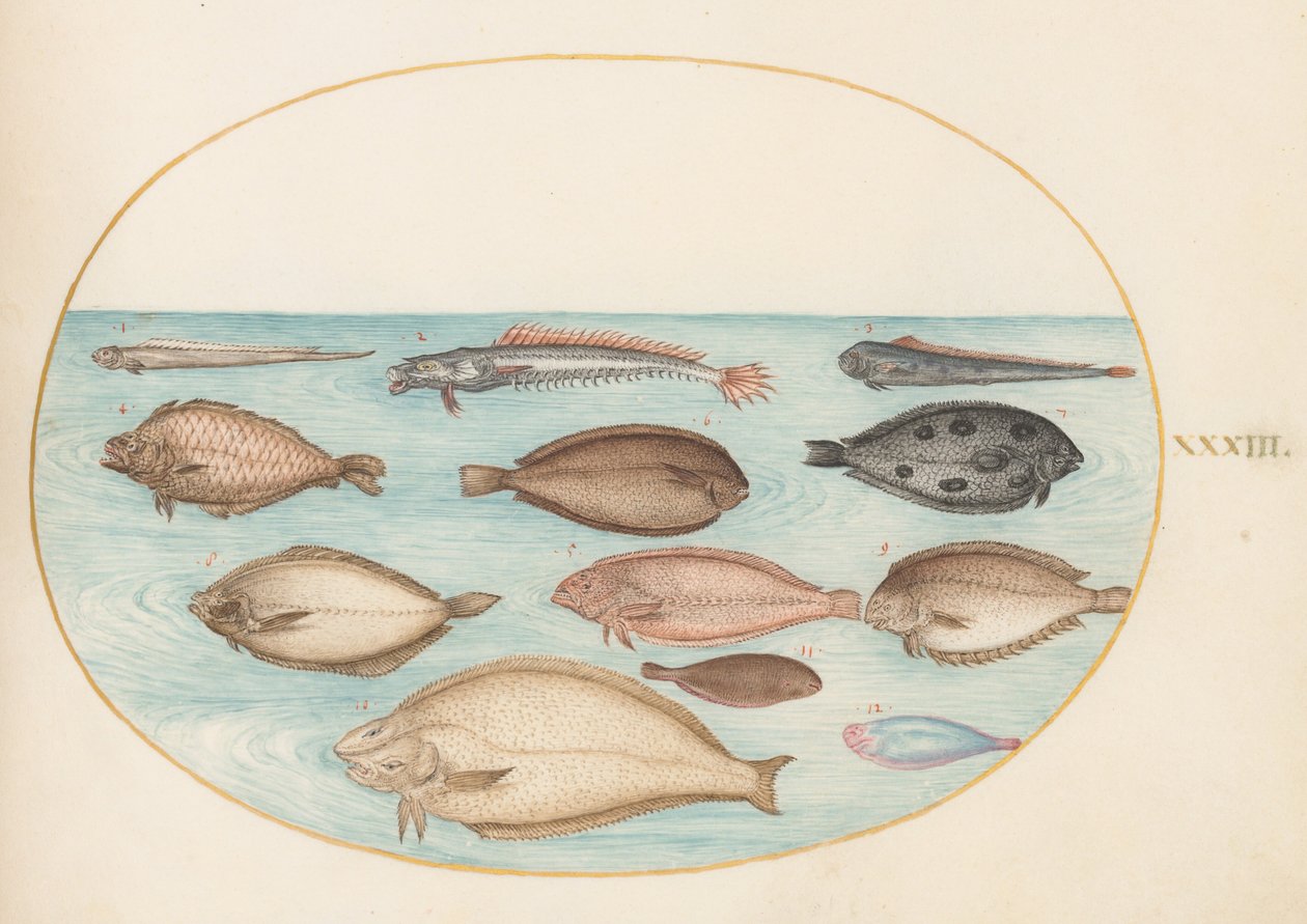 Plate 33: Sole and Other Flatfish with Bandfish(?) by Joris Hoefnagel