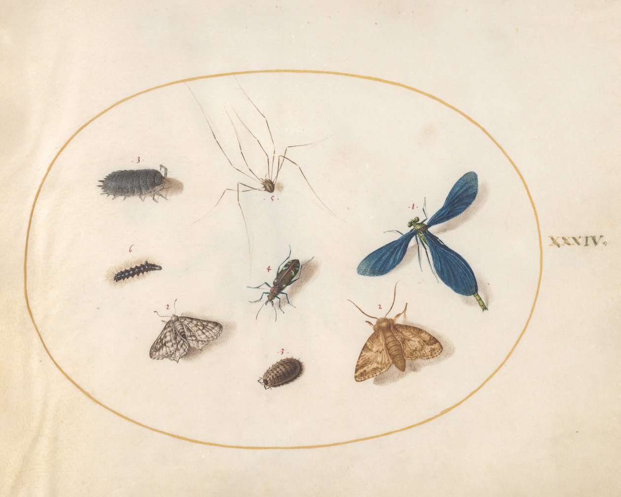 Plate 34: Two Moths with a Spider, a Caterpillar, and Four Other Insects by Joris Hoefnagel