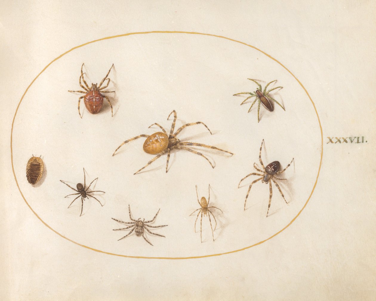 Plate 37: Seven Spiders and an Insect by Joris Hoefnagel