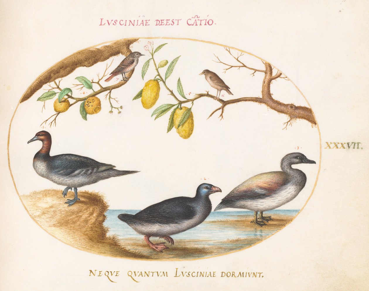 Plate 37: Three Waterfowl with Two Nightingales(?) Perched in Citrus Trees by Joris Hoefnagel