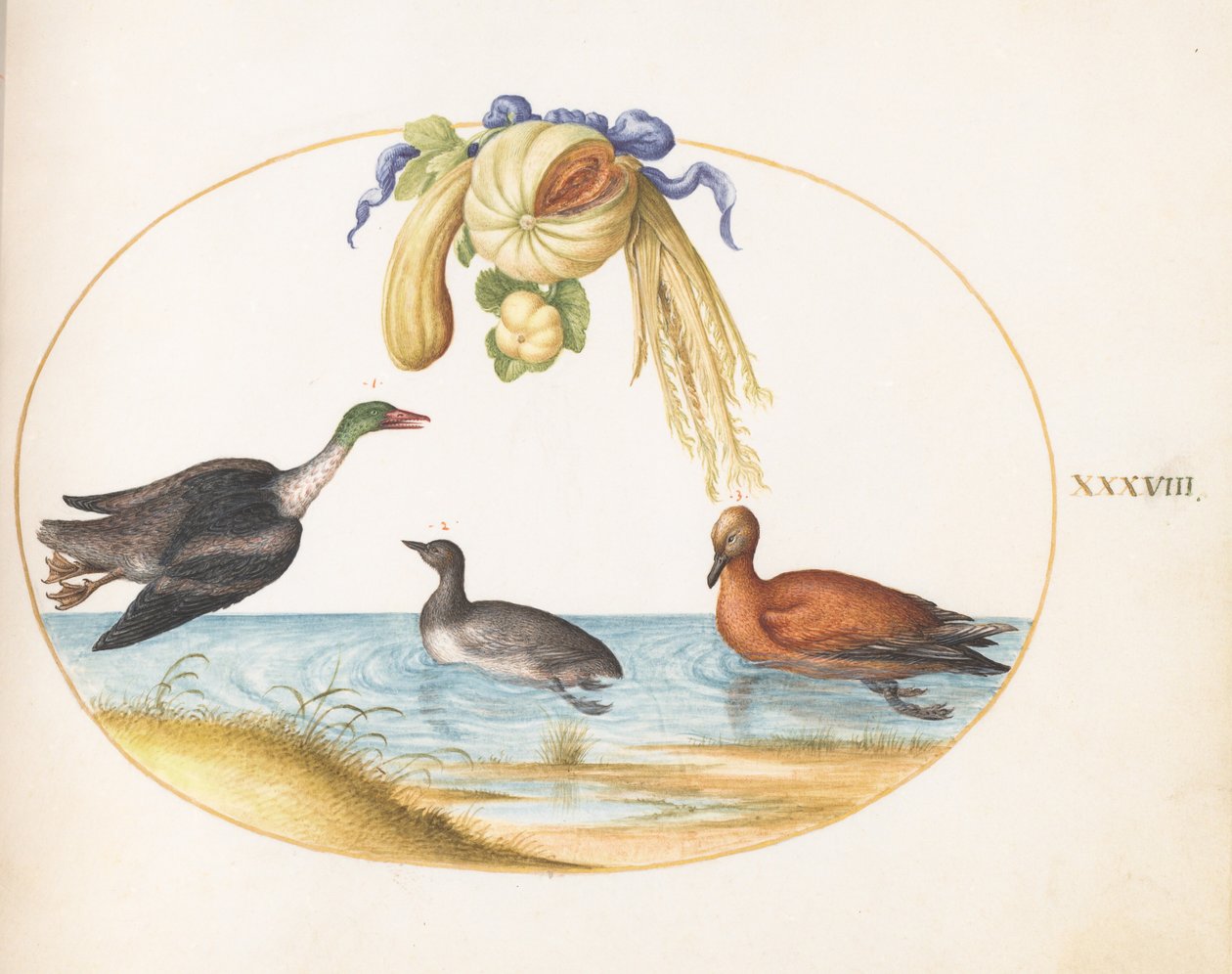 Plate 38: Merganser with Two Other Waterfowl and a Garland of Melons and Gourds by Joris Hoefnagel