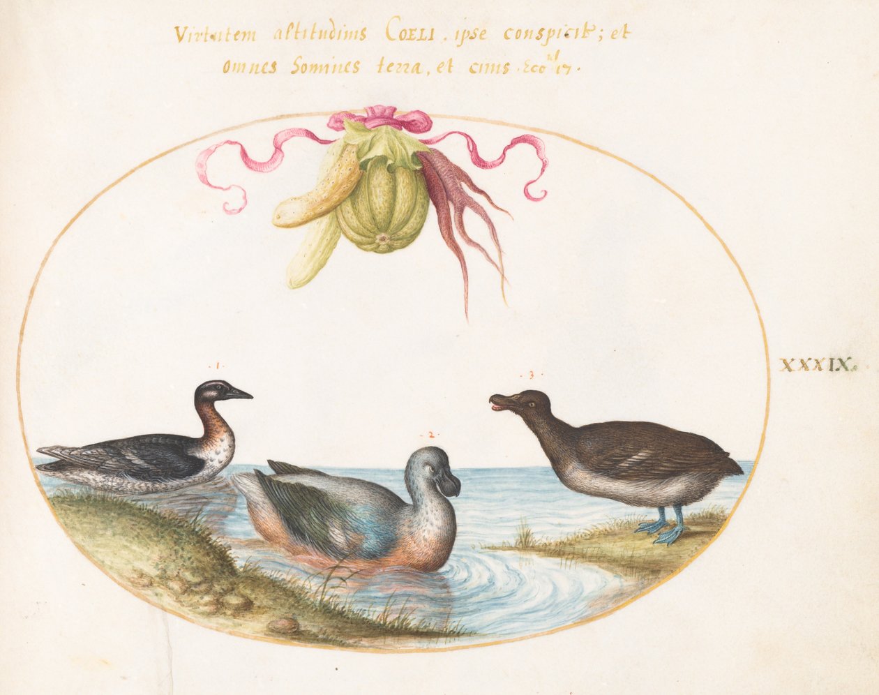 Plate 39: Three Waterfowl, One with Blue Feet, Beneath a Garland of Produce by Joris Hoefnagel