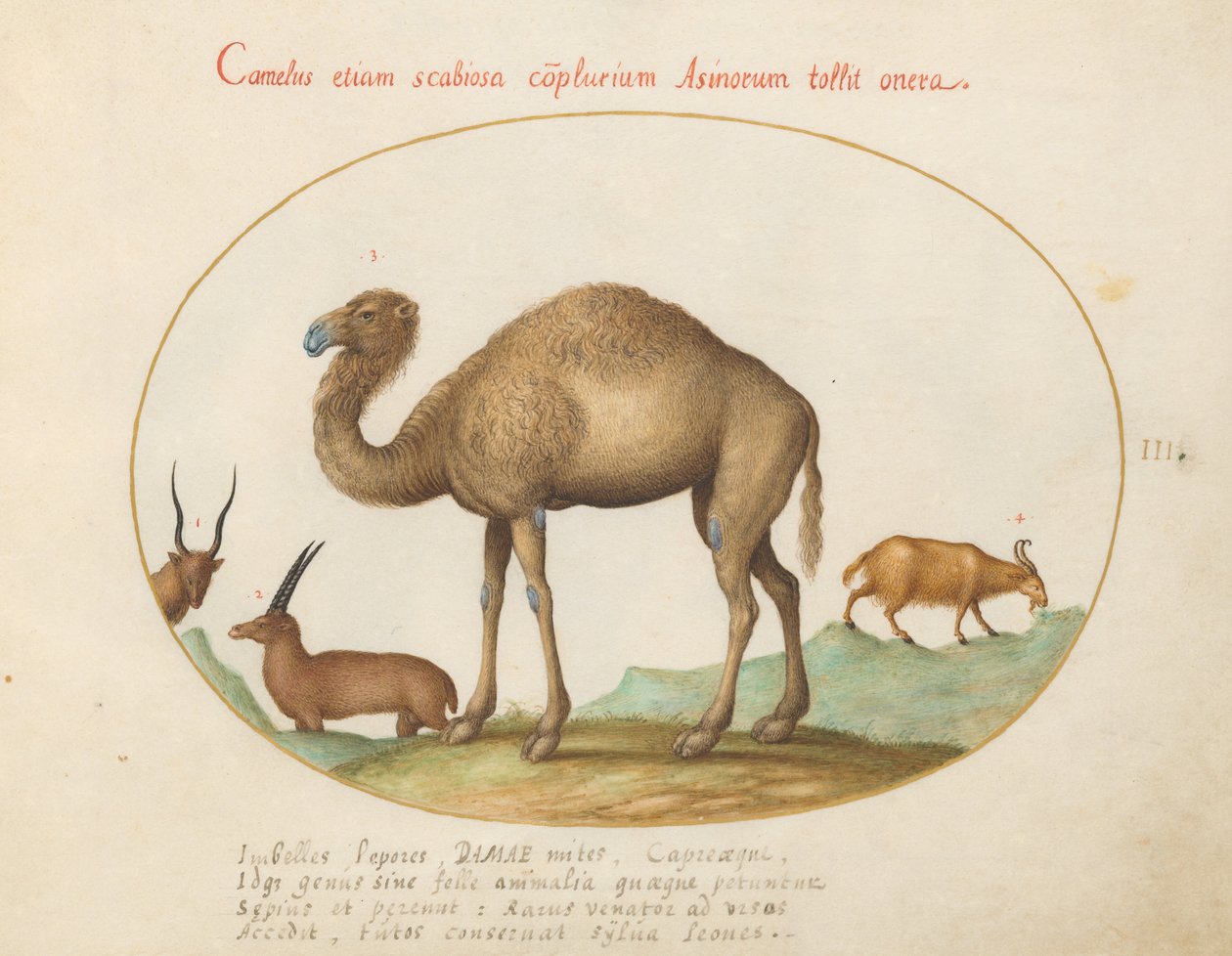 Plate 3: Camel, Ibex, and Goat by Joris Hoefnagel