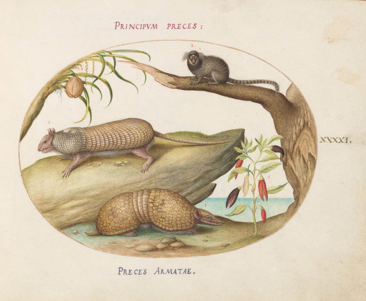 Two Types of Armadillos with a Marmoset, a Coconut Palm, and a Pepper Plant (Plate 41) by Joris Hoefnagel