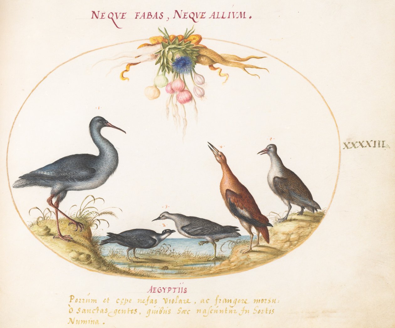 Plate 43: Sandpipers and Other Shore Birds Admiring a Garland of Flowers by Joris Hoefnagel