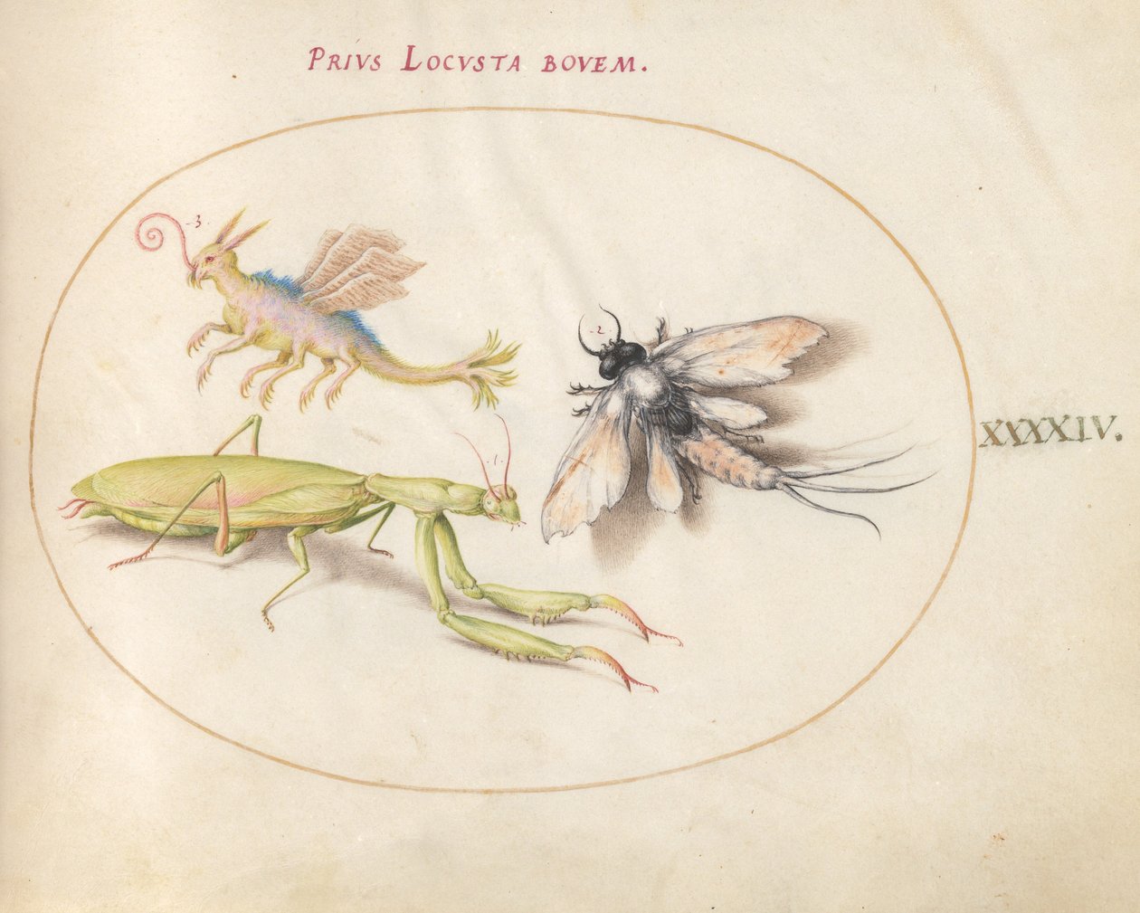 Plate 44: Mantis and Mayfly with an Imaginary Insect by Joris Hoefnagel