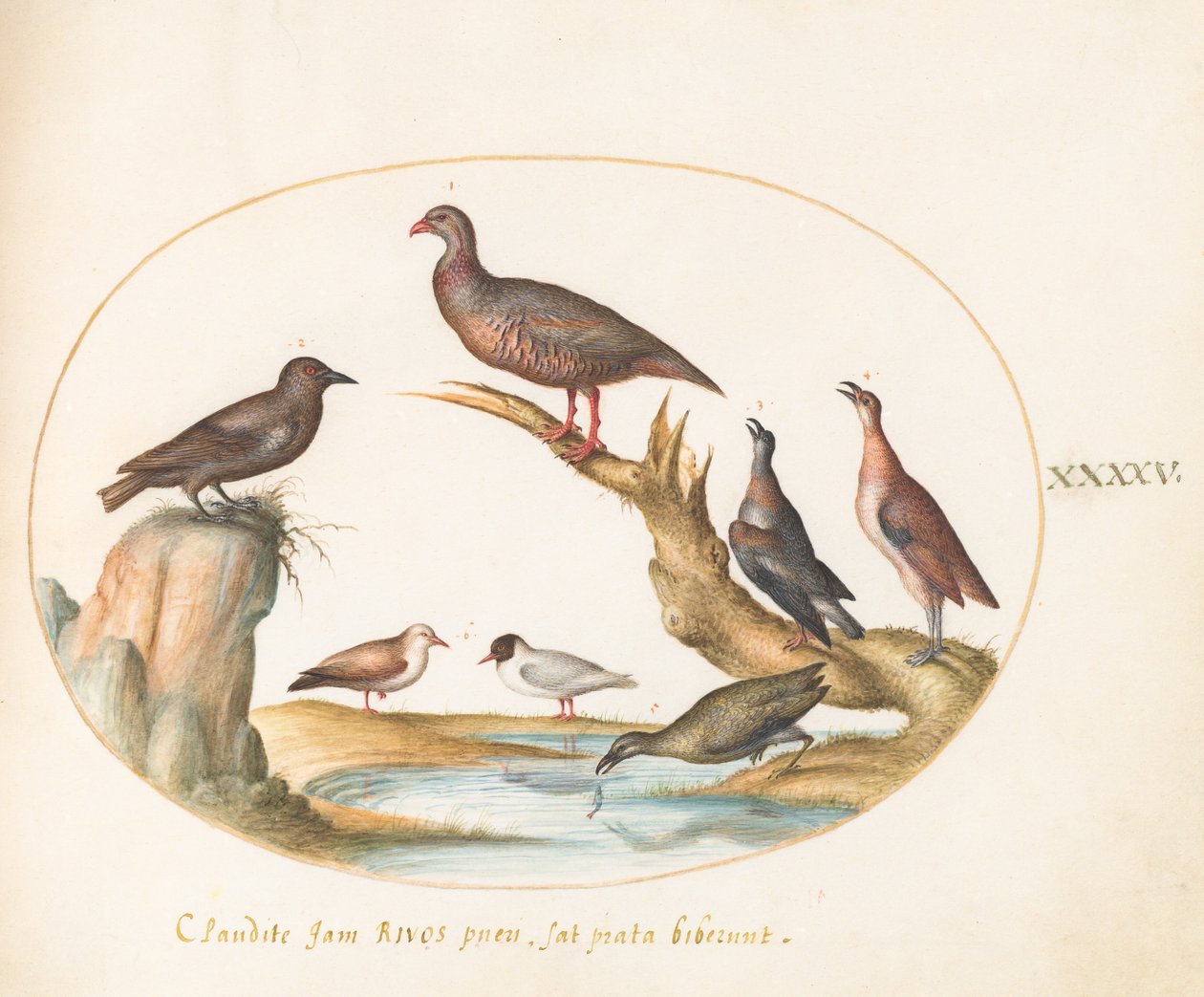 Plate 45: Gulls and Other Birds on a Shore by Joris Hoefnagel