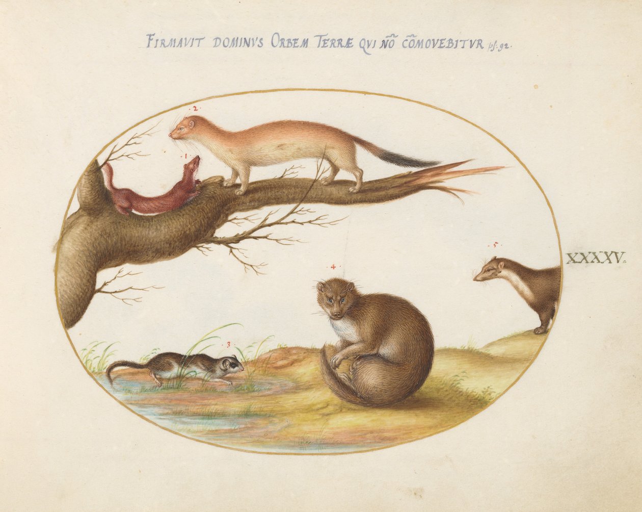 Plate 45: Weasels, a Ferret, and a "Nut Mouse" by Joris Hoefnagel