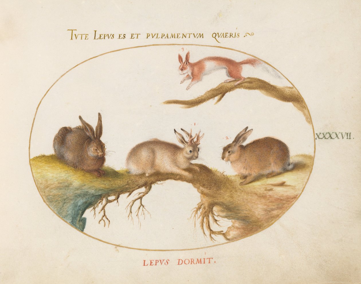 Plate 47: A Hare, "Jackalope," a Rabbit, and a Spotted Squirrel by Joris Hoefnagel