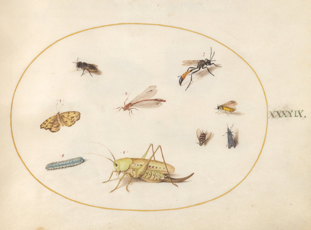 A Grasshopper, a Caterpillar, a Butterfly, a Moth, and Other Insects (Plate 49) by Joris Hoefnagel