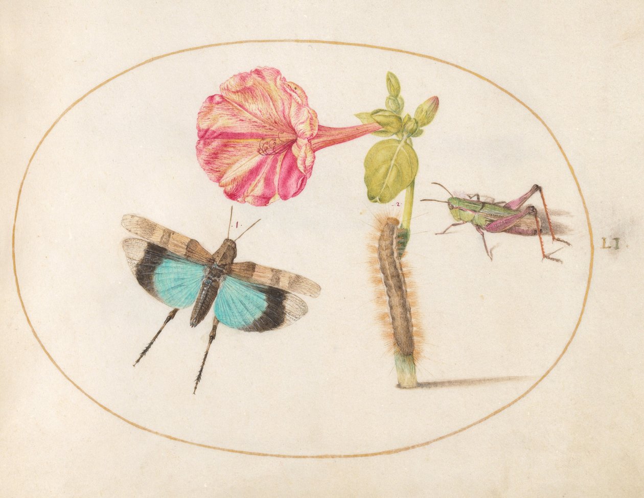 Plate 51: Grasshoppers and a Caterpillar with a Four O