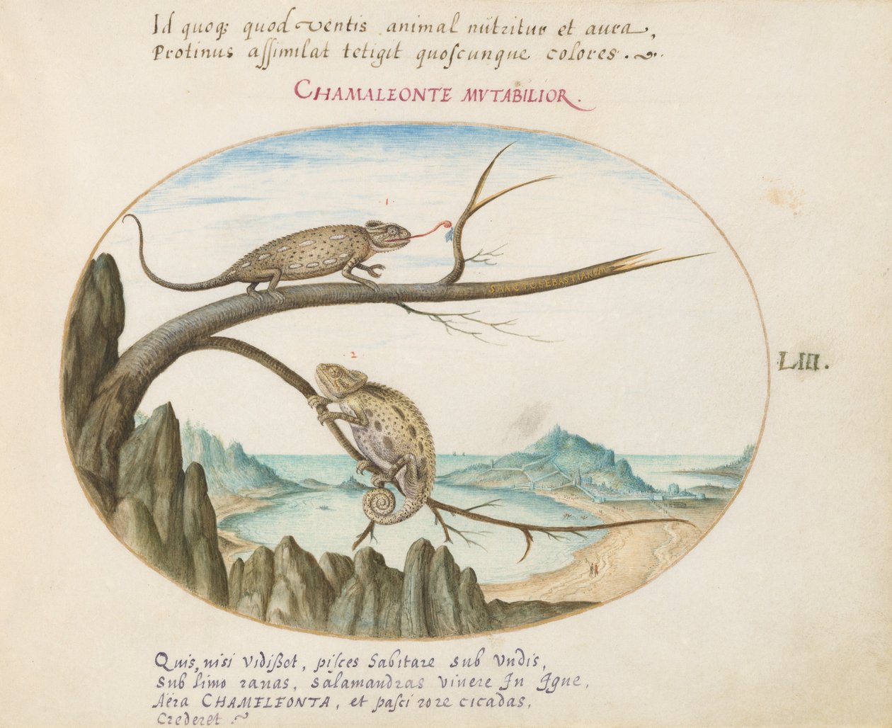 Plate 53: Two Chameleons above San Sebastián, Spain by Joris Hoefnagel