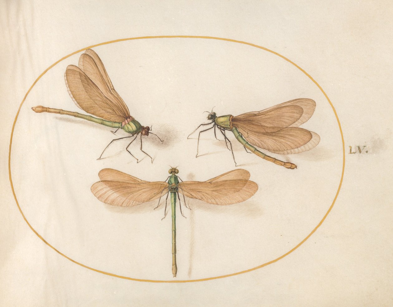 Plate 55: Three Green Dragonflies with Brown Wings by Joris Hoefnagel