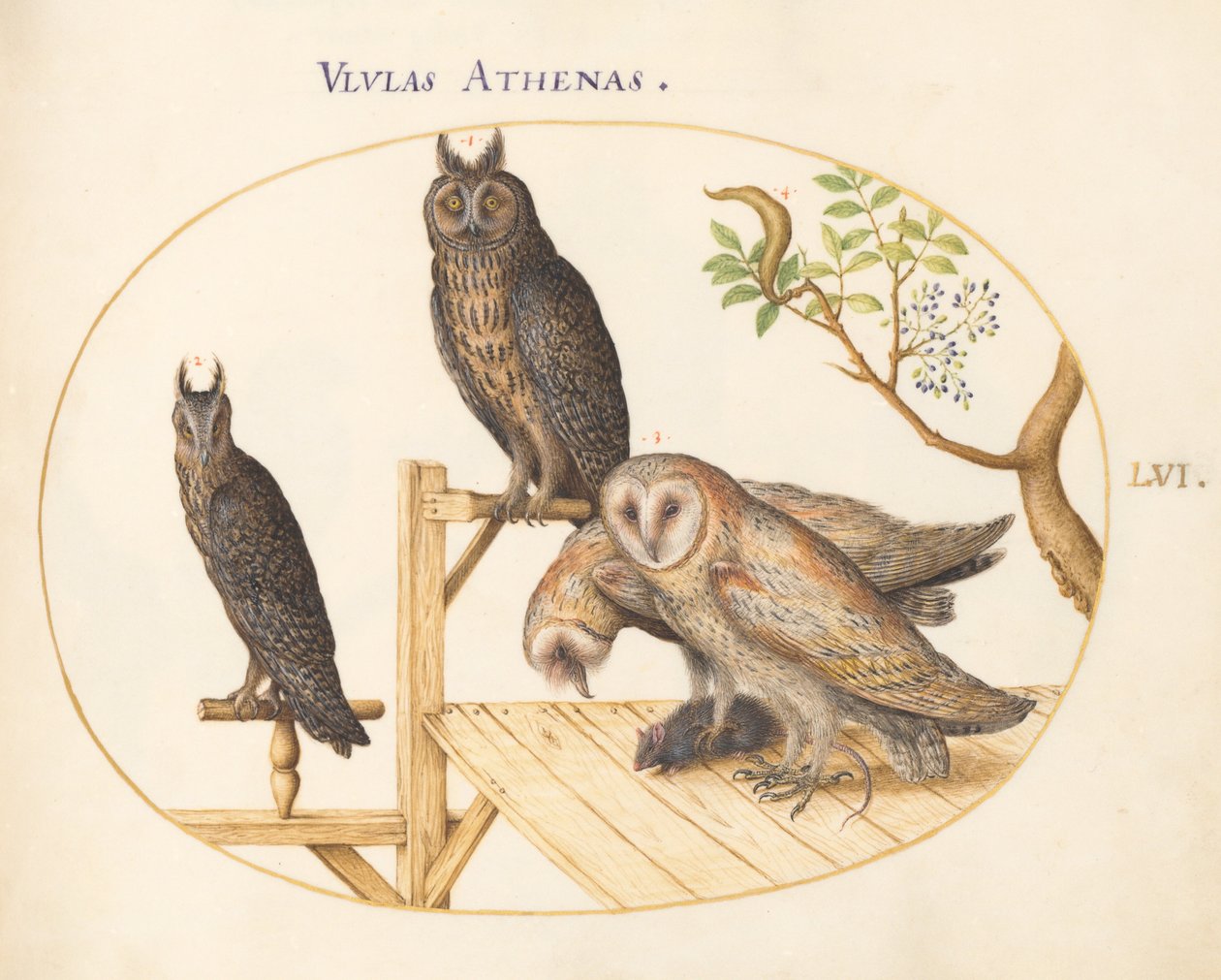 Barn Owls with a Mouse, Eagle Owl(?) and Another Owl (Plate 56) by Joris Hoefnagel