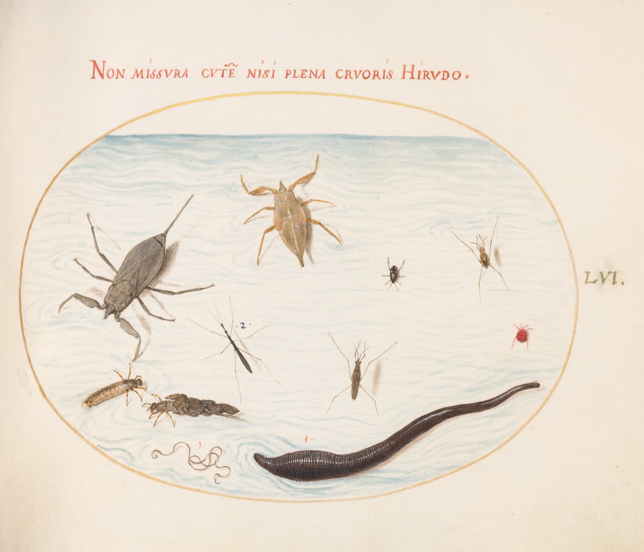 Plate 56: Water Scorpion, Water Measurer, Pond Skater, Red Water Mite ...