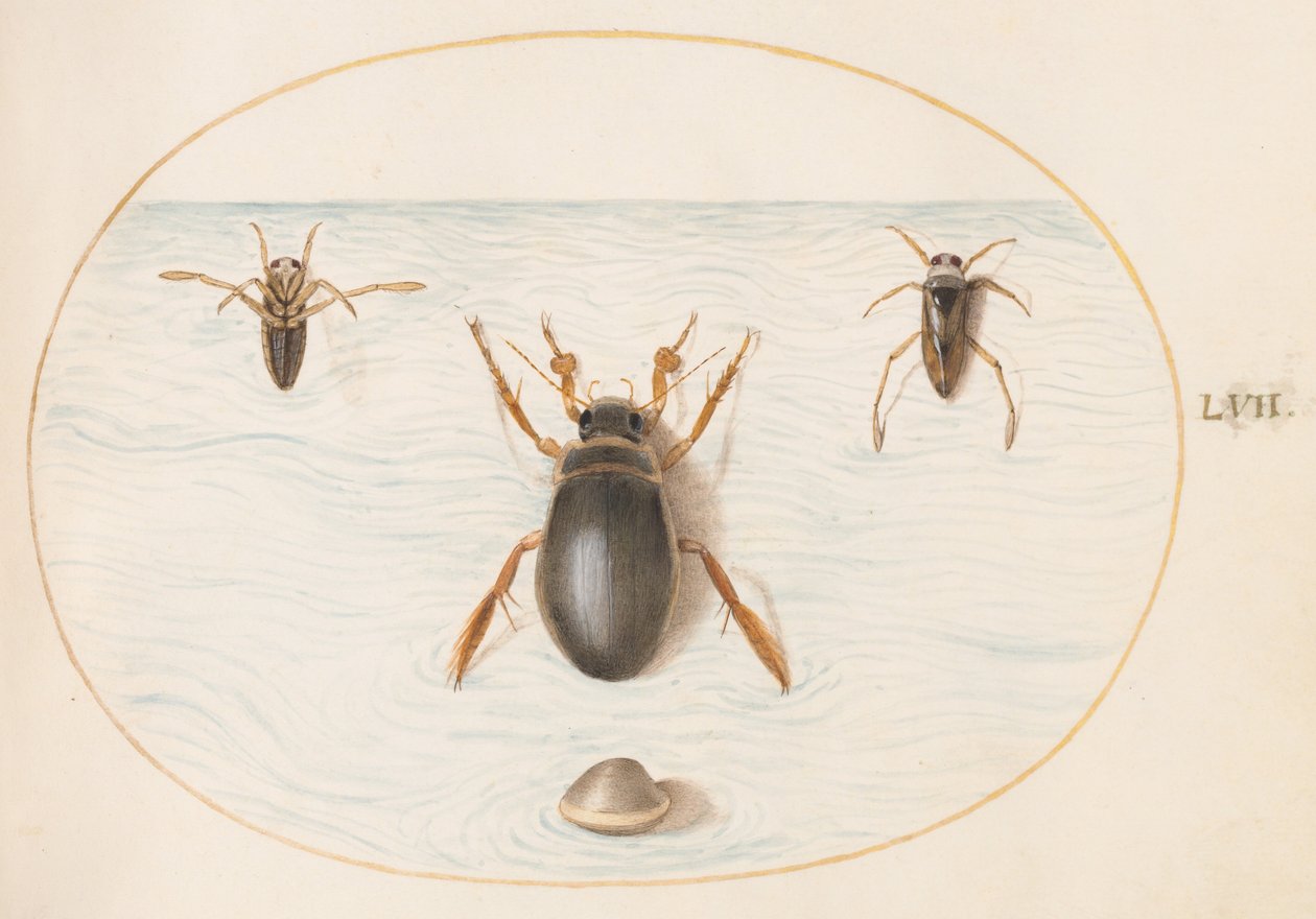 Plate 57: A Diving Beetle and Two Views of a Backswimmer by Joris Hoefnagel