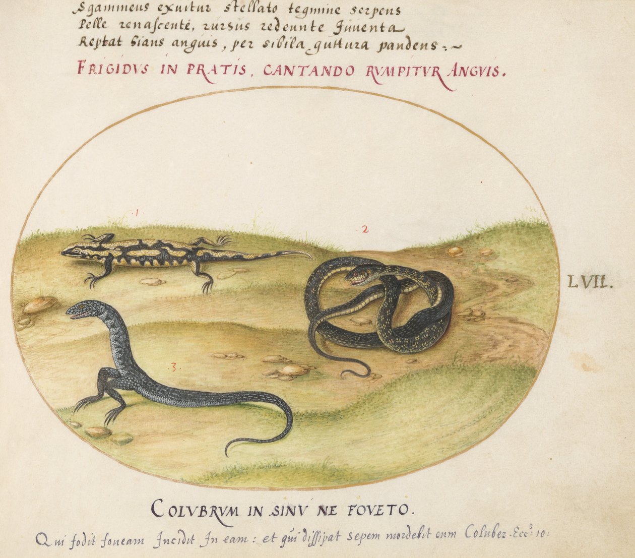 Plate 57: A Snake, a Fire Salamander, and a Snakelike Creature with Two Legs by Joris Hoefnagel