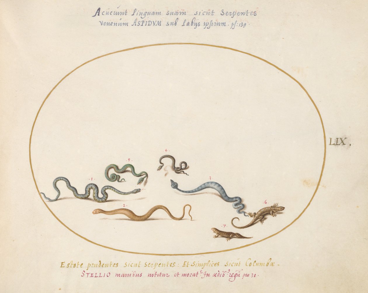 Snakes and a Lizard by Joris Hoefnagel