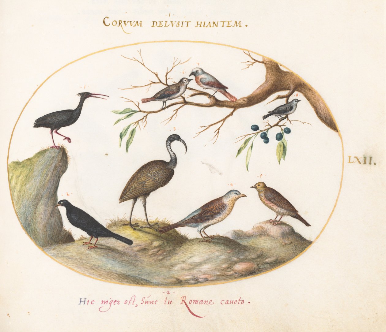 Plate 62: Northern Bald Ibis and Glossy Ibis with Other Birds by Joris Hoefnagel