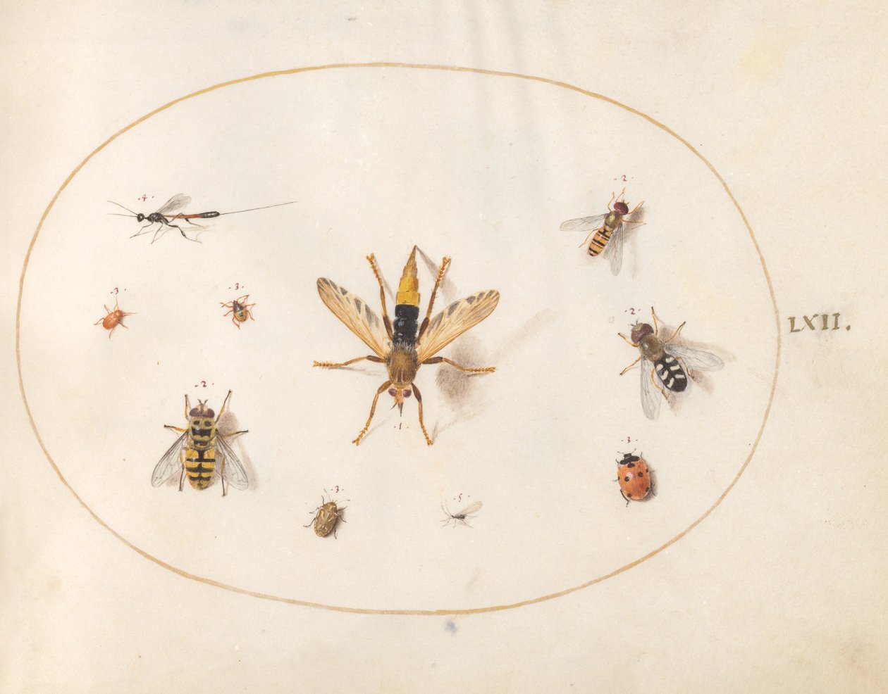 Plate 62: Ten Insects by Joris Hoefnagel