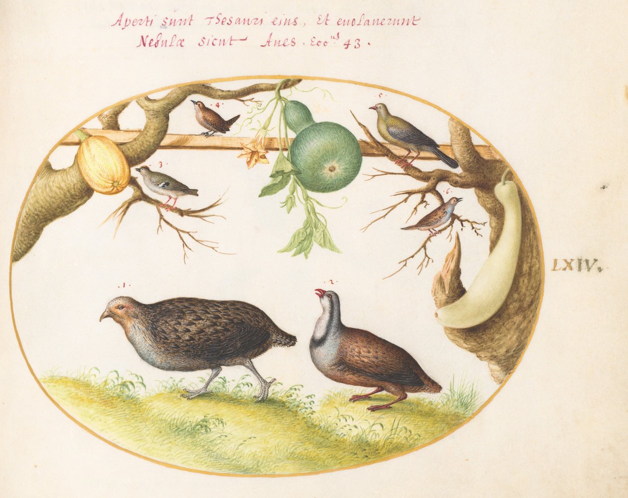 Plate 64: Two Partridges, a Wren, and Other Birds by Joris Hoefnagel