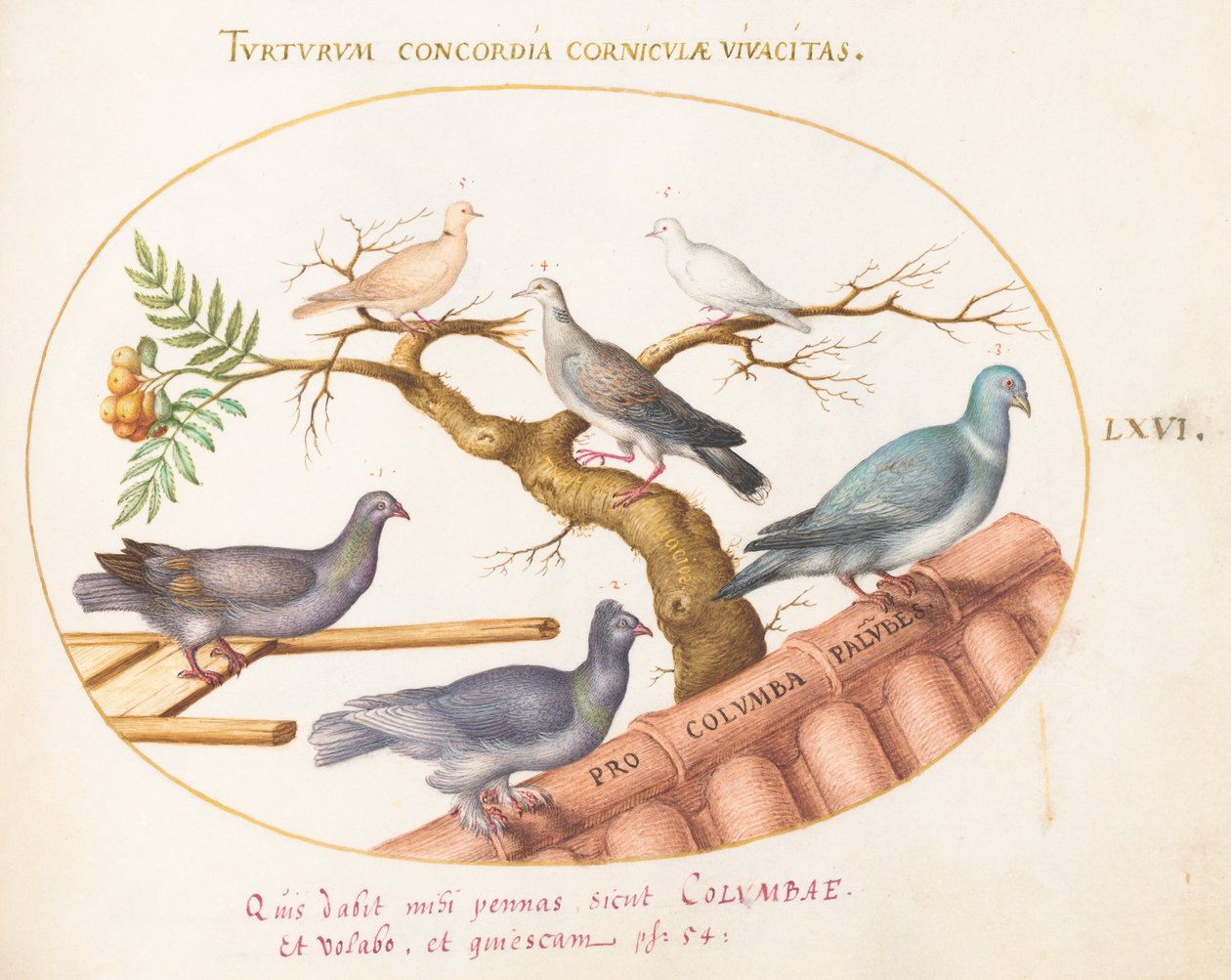 Plate 66: Doves and Pigeons by Joris Hoefnagel