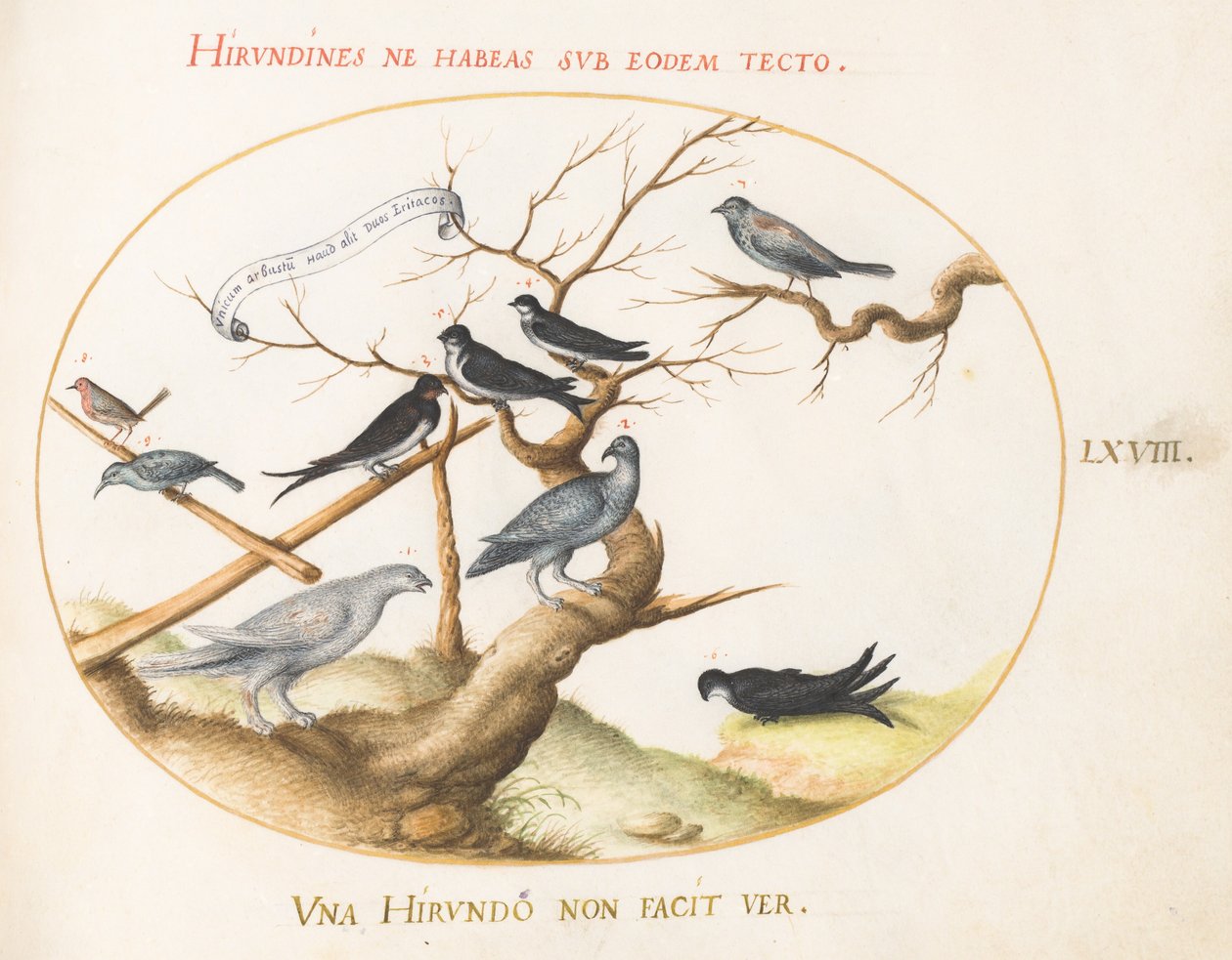 Plate 68: A Ptarmigan, Swallows, and Other Birds by Joris Hoefnagel