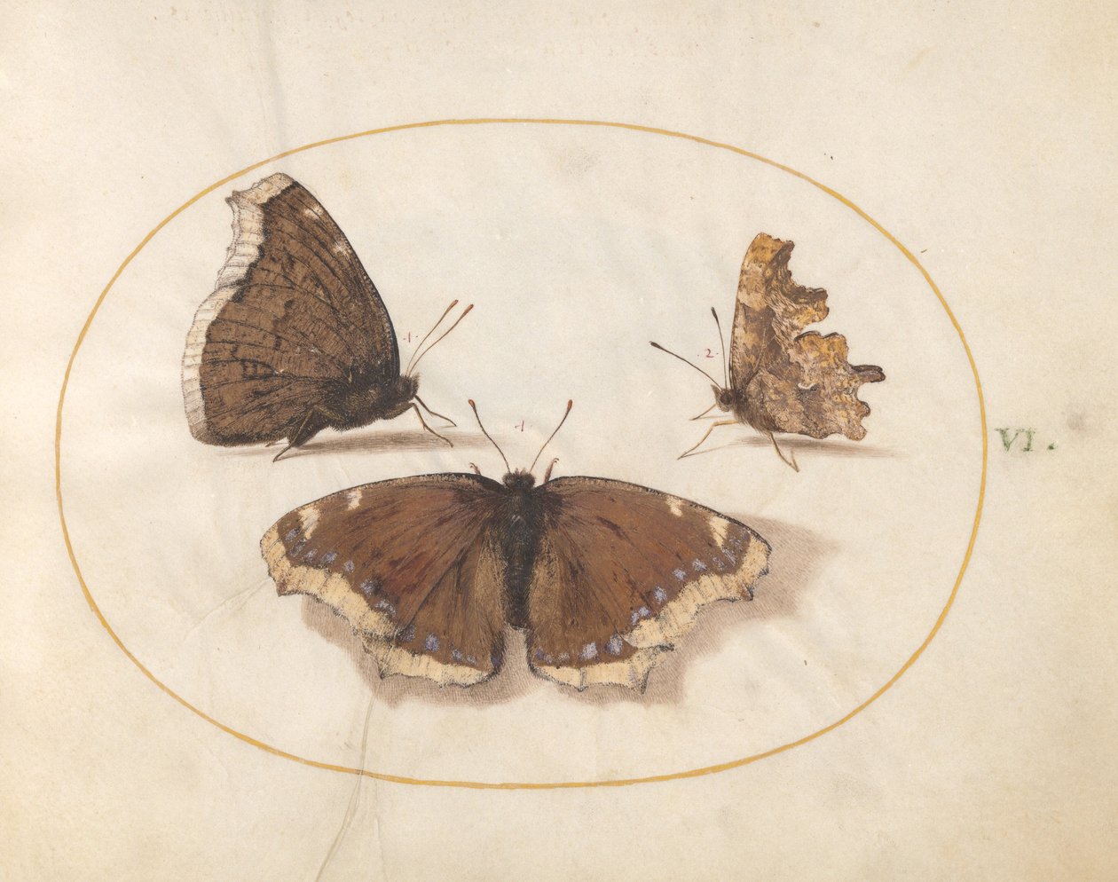 Plate 6: Two Views of a Mourning Cloak (Camberwell Beauty) Butterfly with a Comma Butterfly by Joris Hoefnagel