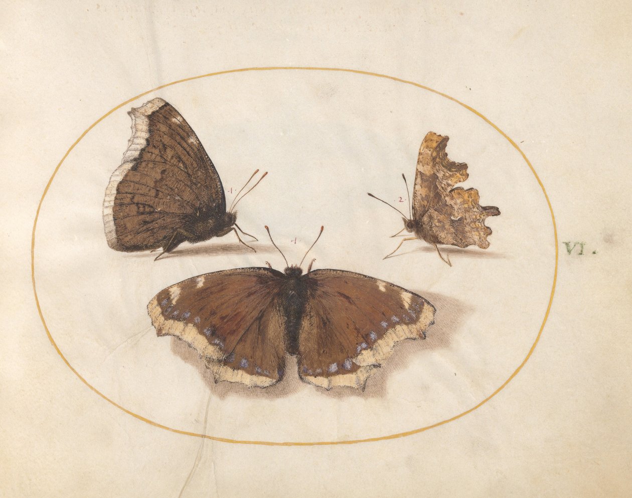 Plate 6: Two Views of a Mourning Cloak (Camberwell Beauty) Butterfly with a Comma Butterfly by Joris Hoefnagel