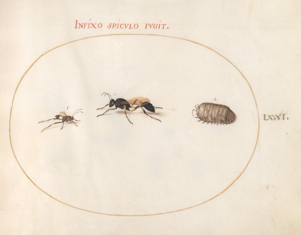 Plate 71: Two Wasps and a Pill Bug by Joris Hoefnagel