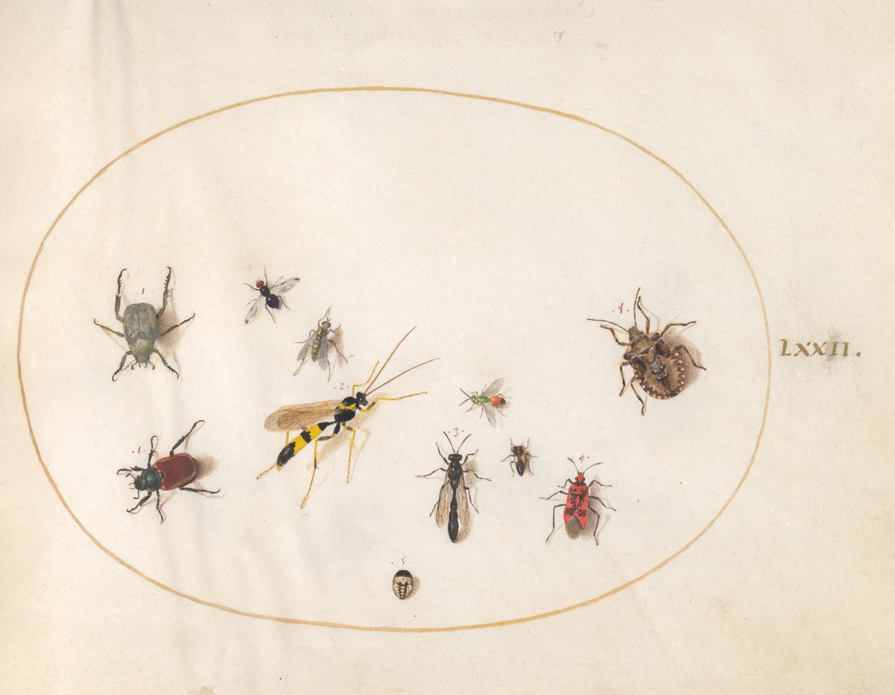 Plate 72: Shield Bug, Cinnamon Bug, Wasp, and Other Insects by Joris Hoefnagel