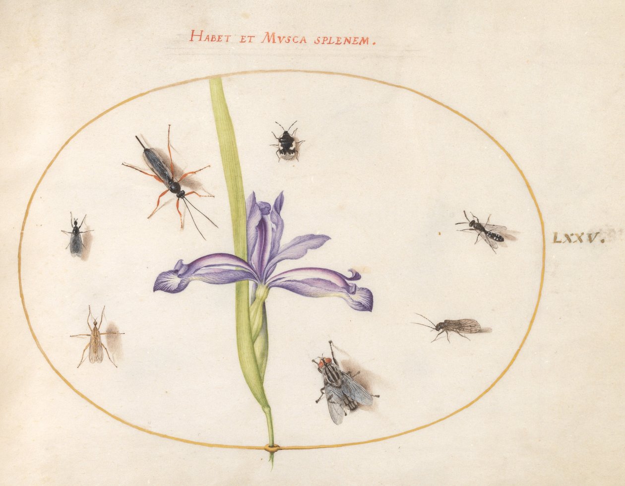 Plate 75: A Fly and Other Insects with an Iris by Joris Hoefnagel
