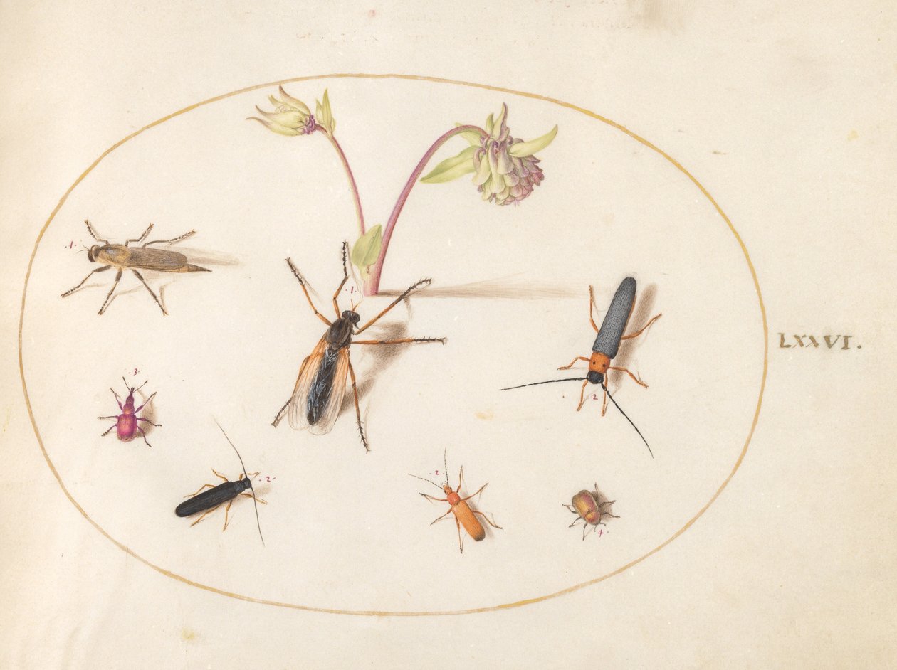 Plate 76: Insects with a Pink and Cream Columbine by Joris Hoefnagel