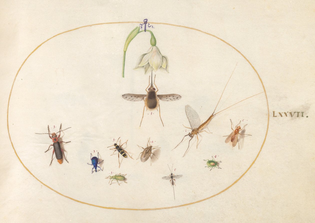 Plate 77: Hummingbird Hawk Moth with a White Flower, Blue and Green Weevils, and Other Insects by Joris Hoefnagel