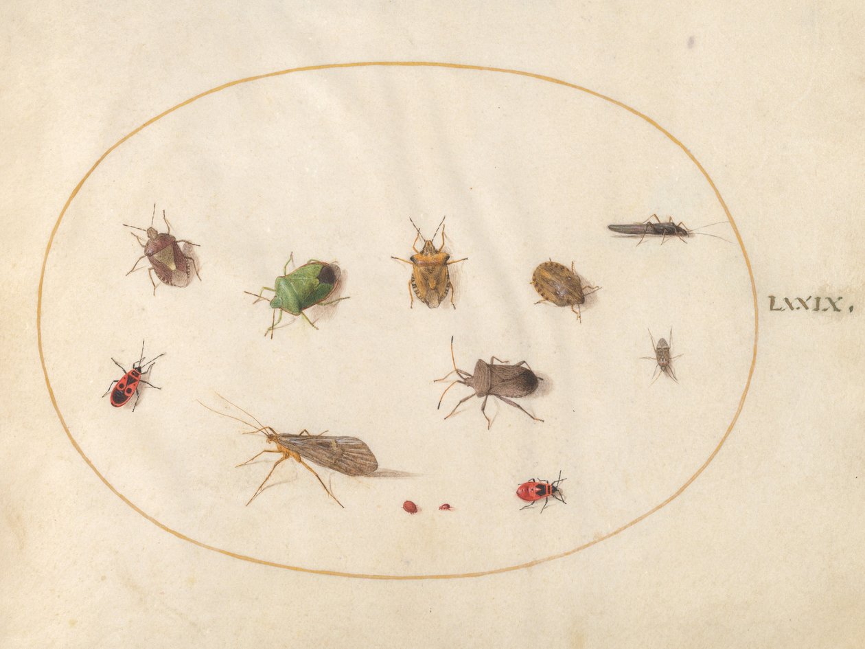 Plate 79: Twelve Insects, Including Shield Bugs by Joris Hoefnagel