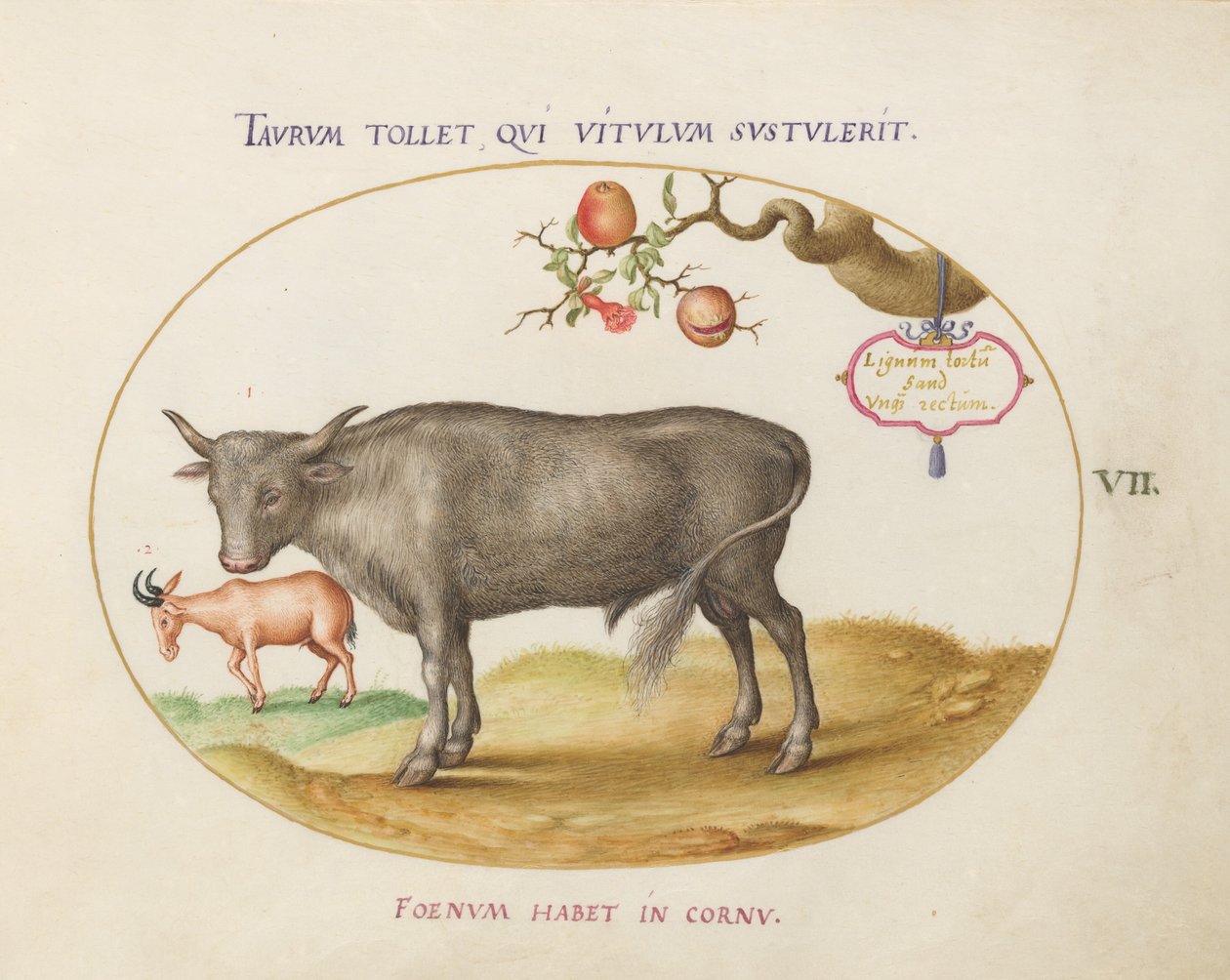 Plate 7: A Bull and a Horned Animal by Joris Hoefnagel