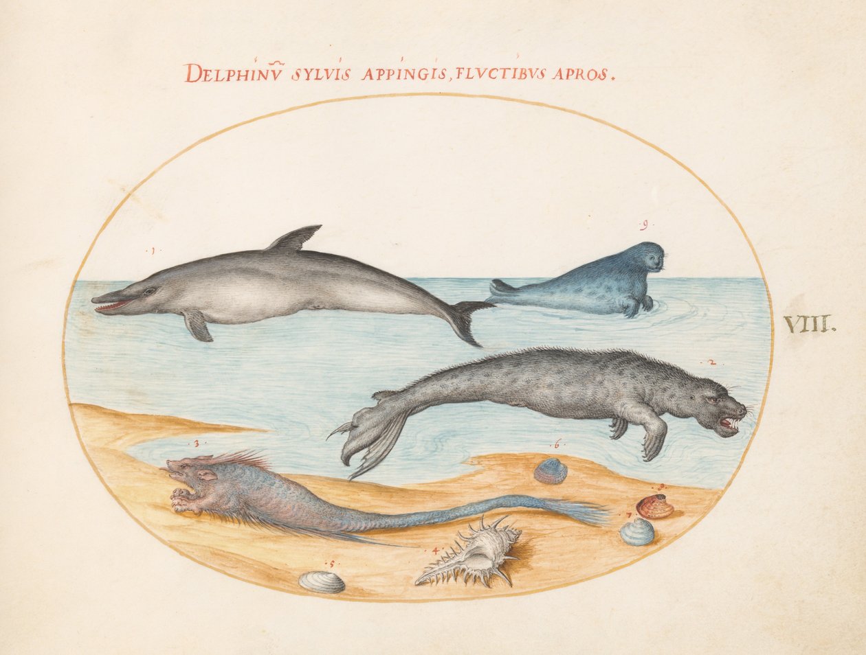 Plate 8: A Dolphin, Two Seals, a Brethmechin, and Shells by Joris Hoefnagel