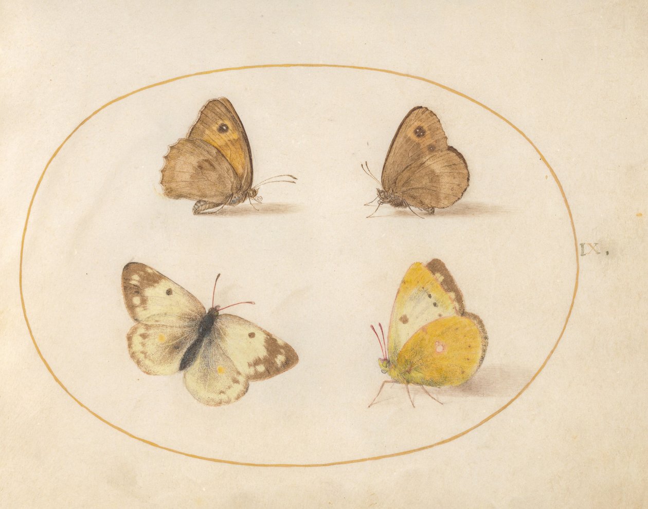 Plate 9: Meadow Brown, Gatekeeper, Clouded Yellow, and Bath White Butterflies by Joris Hoefnagel