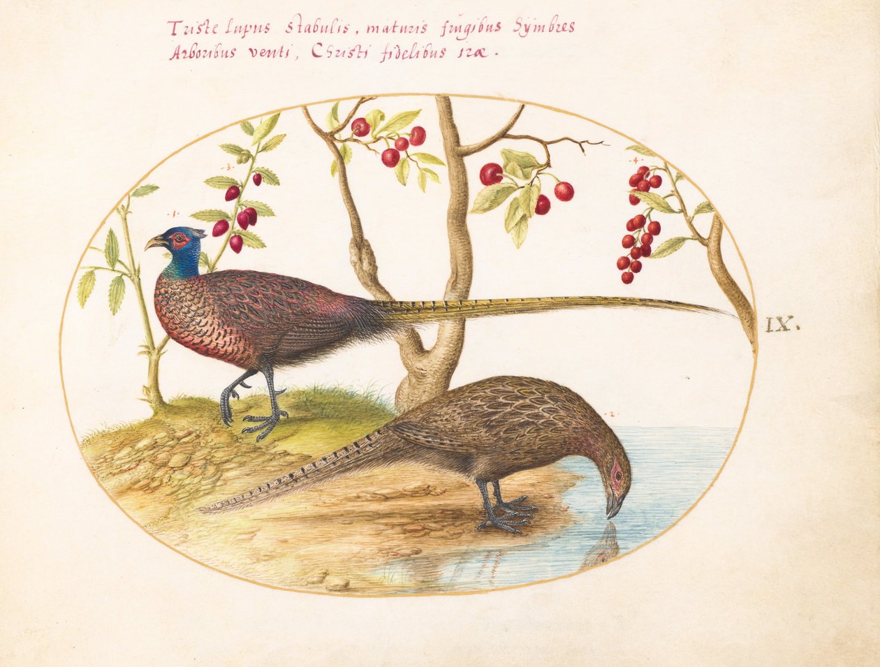 Plate 9: Two Pheasants with Fruiting Plants by Joris Hoefnagel