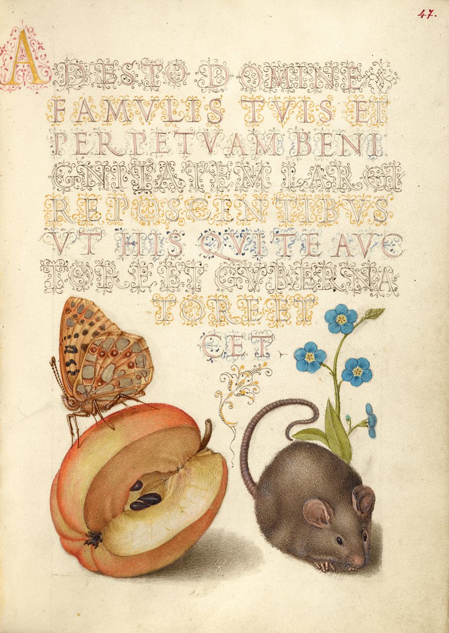 Queen of Spain Fritillary, Apple, Mouse, and Creeping Forget-Me-Not by Joris Hoefnagel