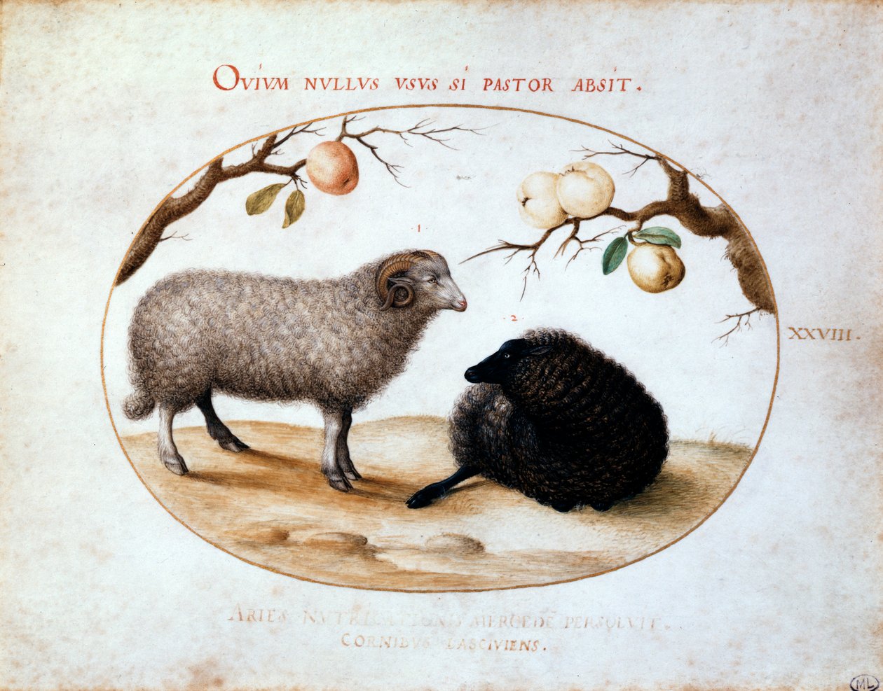 Ram, Black Sheep and Two Apple Branches by Joris Hoefnagel