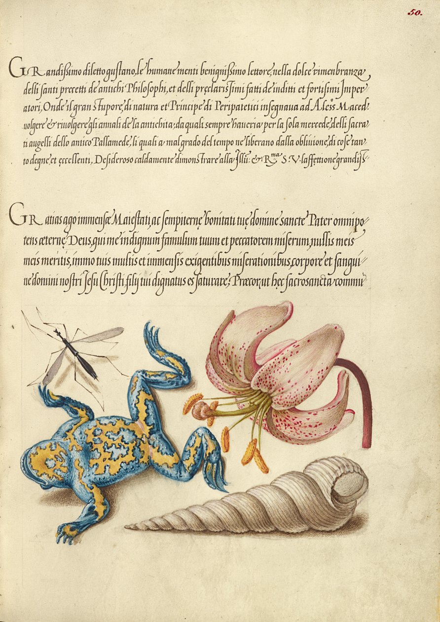 Water Gnat, Martagon Lily, Yellow-Bellied Toad, and European Screw Shell by Joris Hoefnagel