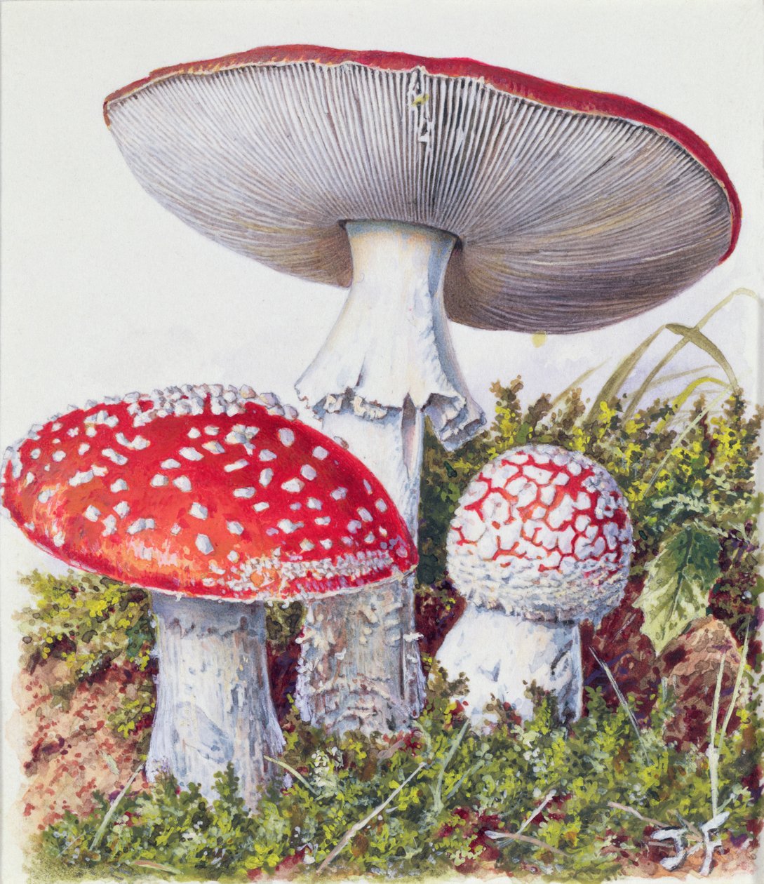 Study of Fungus by Josef Fleischmann