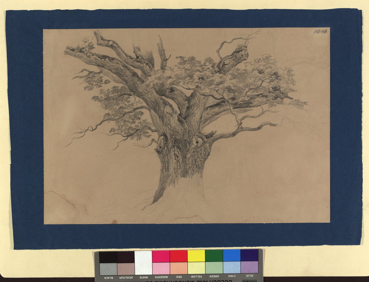 Tree Study by Josef Kriehuber