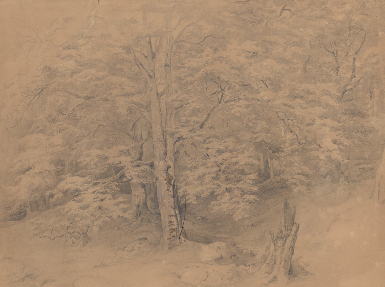Tree Study by Josef Kriehuber