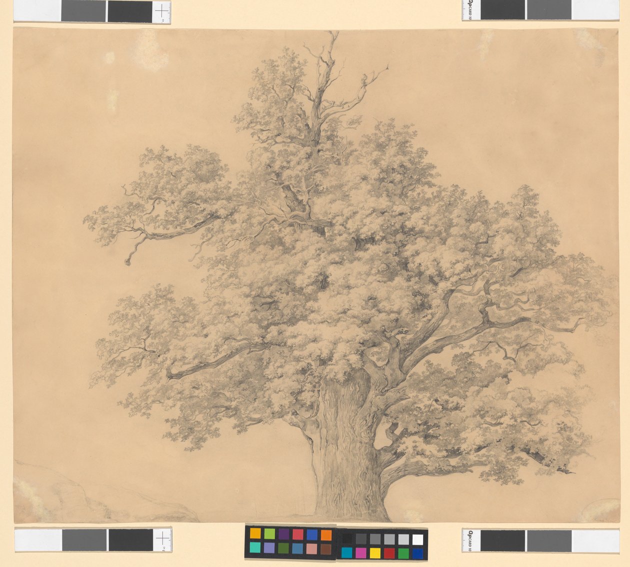 Tree Study by Josef Kriehuber