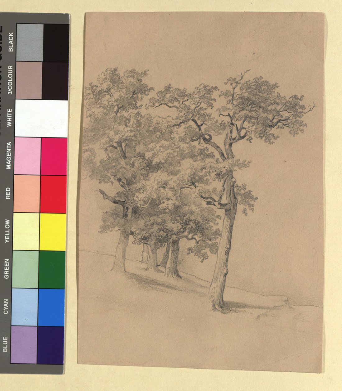 Tree Study by Josef Kriehuber